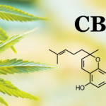 CBC (Cannabichromene): Everything You Need to Know About This Popular Cannabinoid