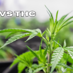 THC vs. CBD: Exploring the Key Differences and Benefits