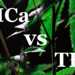 Delta 9 THC vs. THCA: A Comparative Analysis